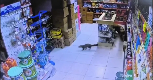 Sansar markete girdi Malatya Haberleri