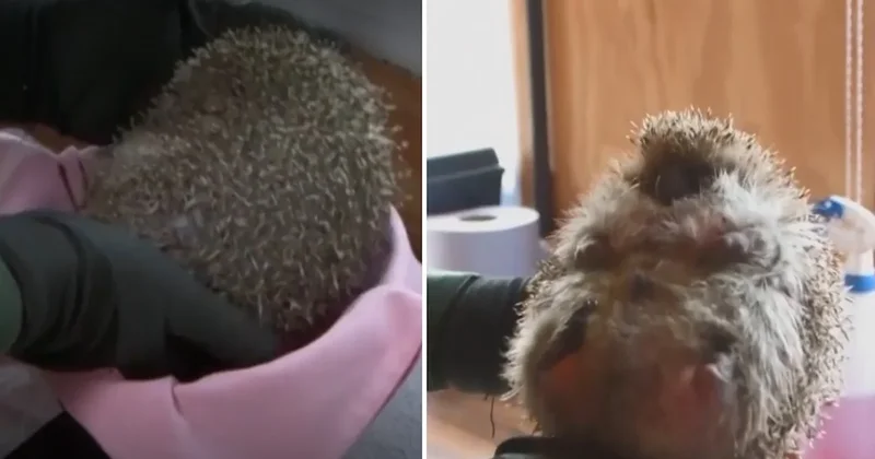 Normalin 3 katı ağırlığında: Top şekline bile gelemiyor Sözcü Gazetesi