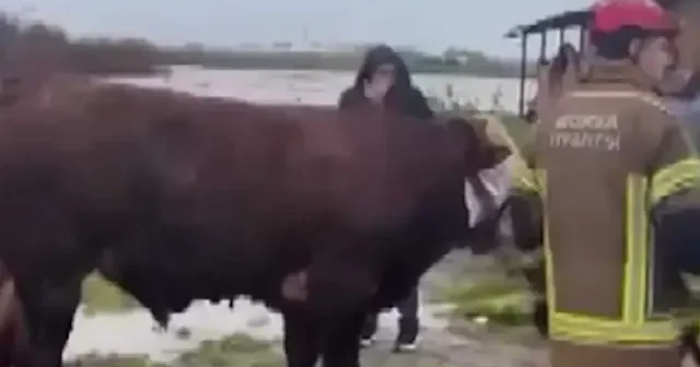 Bursa’da sağanak felaketi: Tarlalar göle döndü hayvanlar mahsur kaldı VİDEO İZLE