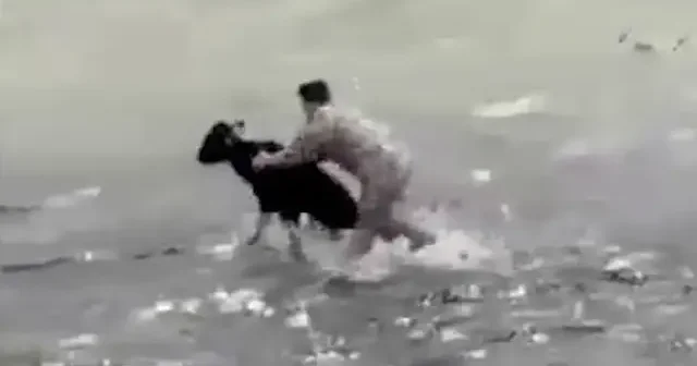 Buzağıyı boğulmaktan kurtaran PÖH ten duygulandıran istek: Anam rahmetli ona dua edin VİDEO İZLE