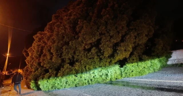 Yağış çam ağacını devirdi, ekipler çalışma başlattı Aydın Haberleri