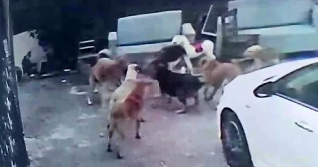 Köpek sürüsü kediyi parçaladı, korkudan çocuğunu okuldan aldı Adana Haberleri