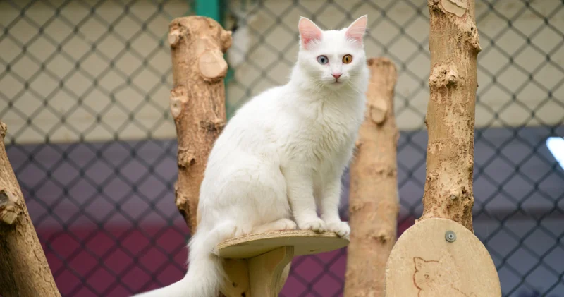 Van kedilerinde B kan grubunun daha baskın olduğu belirlendi