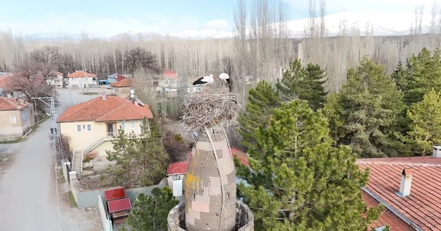 Şıhbarak mahallesinde baharın müjdecisi leylekler yuvalarına döndü Kayseri Haberleri