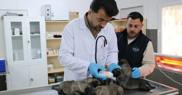 Yangında kurtarılan 6 yavru köpek tedaviye alındı Kilis Haberleri