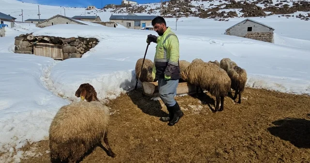 Süphan Dağı nın eteğinde zorlu hayvancılık Bitlis Haberleri