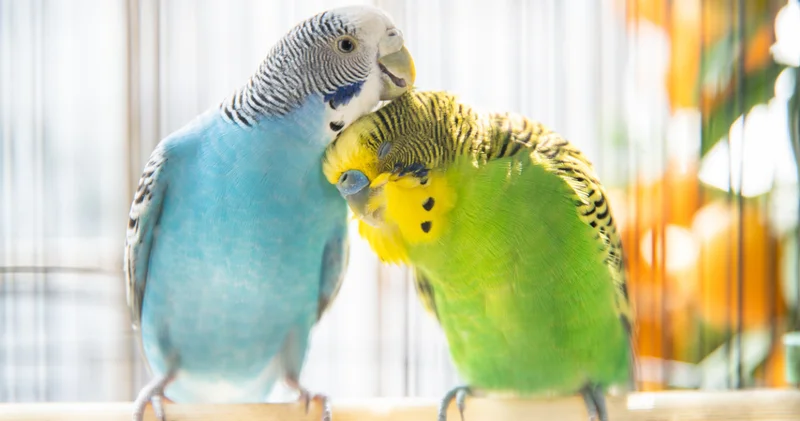 Bir muhabbet kuşu sahiplenmeden önce bilinmesi gerekenler