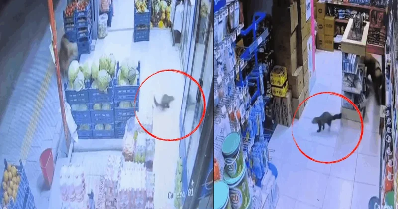 Markette davetsiz misafir: Açık kapıdan girdi reyonları gezdi Sözcü Gazetesi