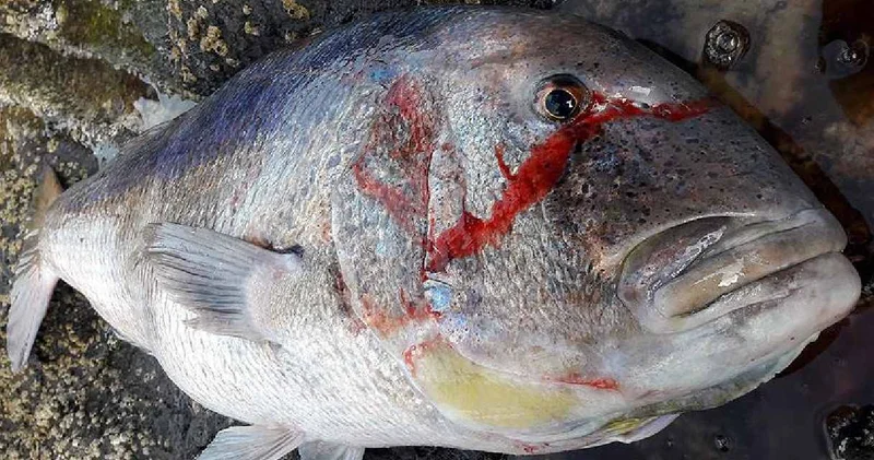 Ege ve Akdeniz kıyılarında yaşıyor: Bu balığın kilosu bin 422 lira