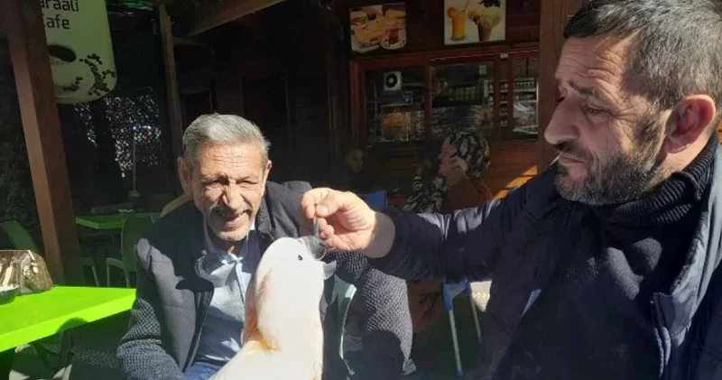 Yolu Rize ye düşen papağanı çay tiryakisi yaptılar: Her yemden sonra çay demliyorlar