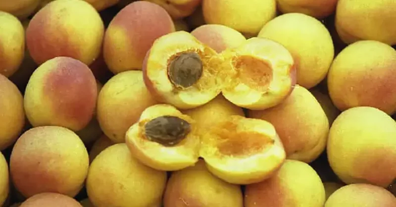 15 senelik ünlü gıda markası iflas etti! Kayısılarıyla nam salmıştı