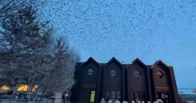 Ardahan da, binlerce karga gökyüzünü kapladı Ardahan Haberleri