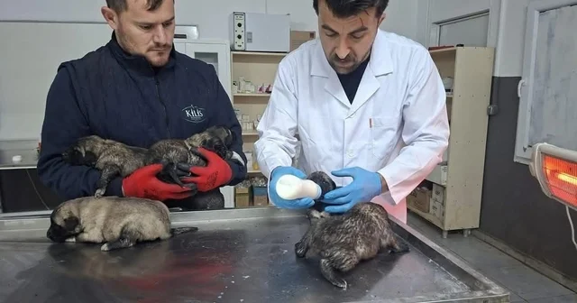 Kilis te 6 köpek yavrusu yangından kurtarıldı Kilis Haberleri