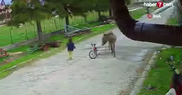 Evinin bahçesinde oynayan küçük kıza eşek saldırdı, ağabeyi sopayla kurtardı