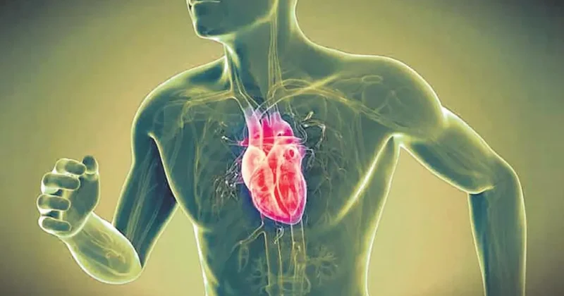 Güçlü kaslar kalbin kalkanı