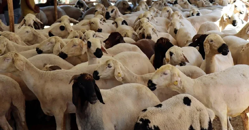 Vekaletle kurban kesim bedelleri açıklandı