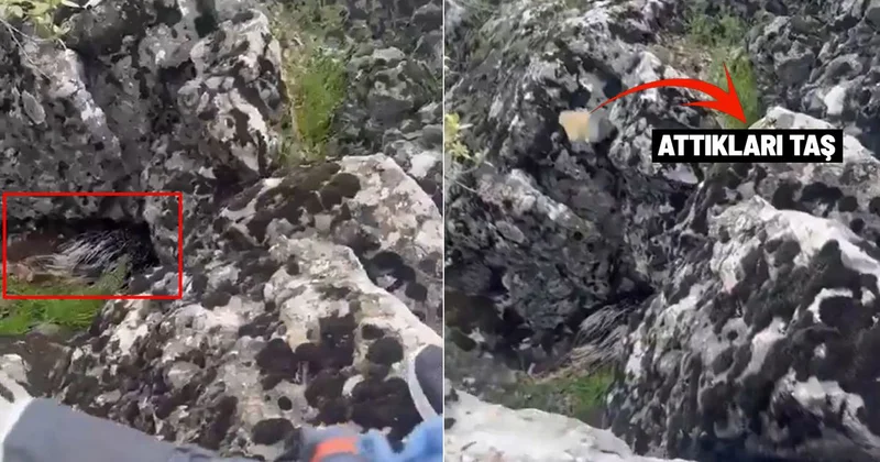 Diyarbakır da bir garip olay! Korkup taşa tuttukları şey bakın ne çıktı