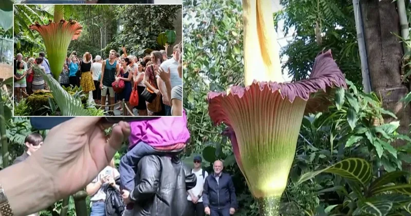Ceset çiçeği yıllar sonra yeniden açtı: Dayanılmaz kokusuna rağmen görmek için akın ettiler Aktüel Haberleri
