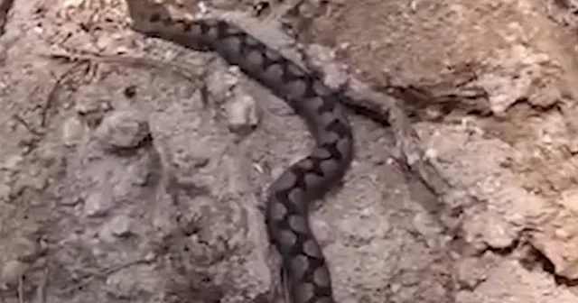 Bolu da odun yığınları arasından çıktı: Nesli tehlike altındaki zehirli Kafkas engereği böyle görüntülendi VİDEO İZLE