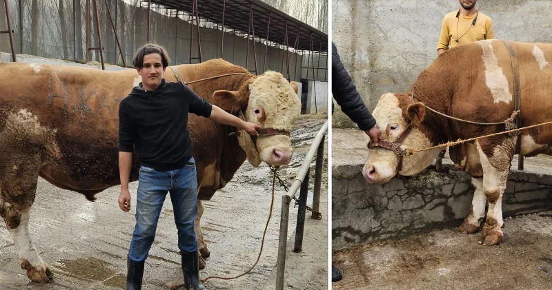 Bir ton 190 kiloluk Bahri için 600 bin lira isteniyor Aktüel Haberleri