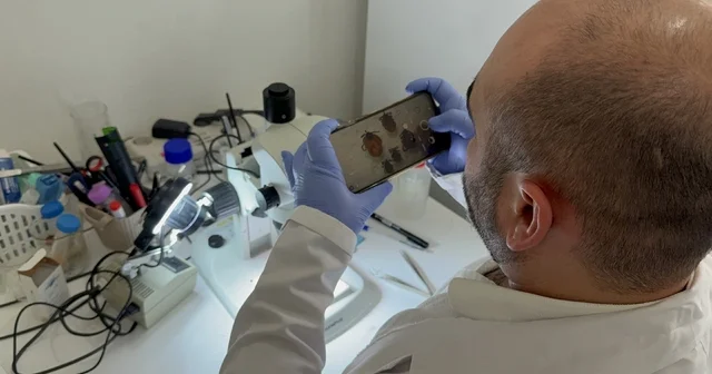 Tokat ta uzmanından kene uyarısı: İklim düzensizliği ve küresel ısınma kene sezonunu uzatıyor Tokat Haberleri