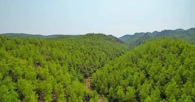 10 yıl sonra bu manzara başka ilçede olacak: Ağaçlar yürümeye başladı Sözcü Gazetesi