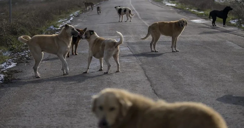 Sokak Hayvanları Konusunda Geri Adım iddiasına ilişkin açıklama