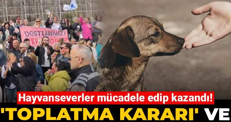 Hayvanseverler mücadele edip kazandı! Toplatma kararı ve ötenazi geri çekildi