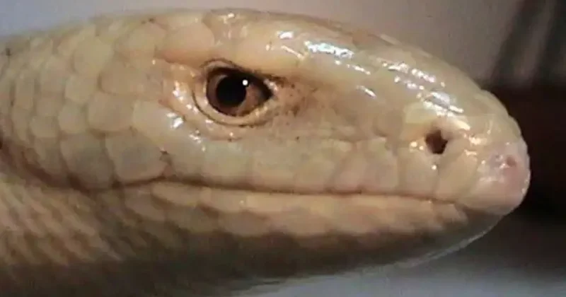 Yılan sanılıp öldürülüyor: Tarımın gizli dostu!