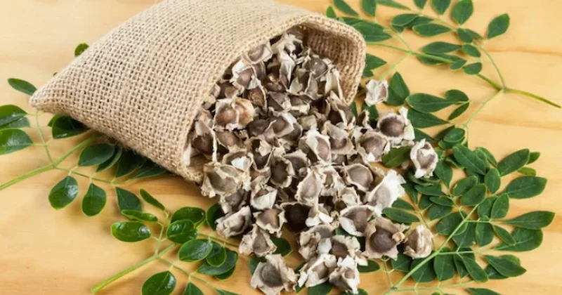 Evlerde arıtma devrini bitirecek: Tek tohumla 10 litre suyu temizliyor Sözcü Gazetesi