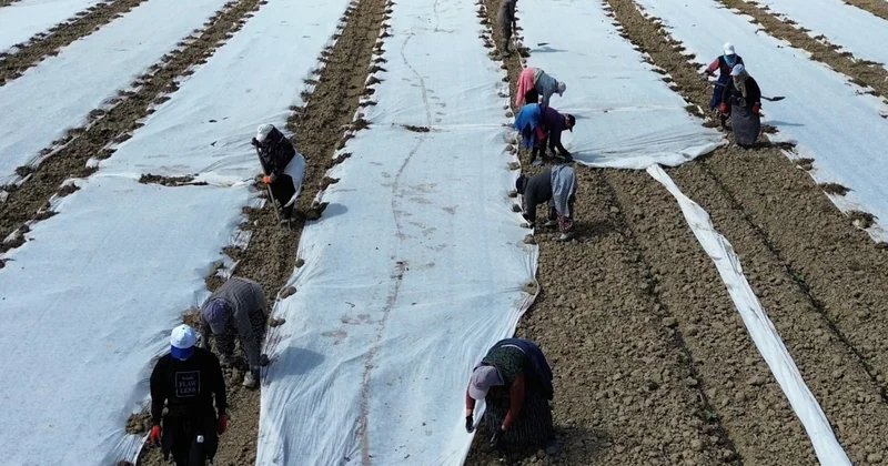 Yazın en çok tüketilen ürünü için hasat mesaisi başladı: Temmuzda kapış kapış gidecek Sözcü Gazetesi