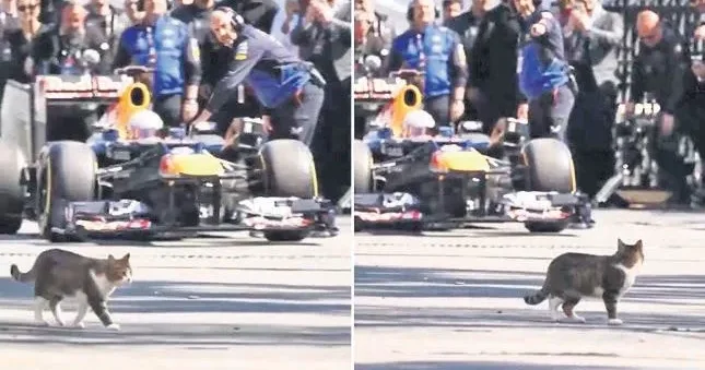 MEVLÜT TEZEL En iyi Formula 1 tanıtımı kediden geldi