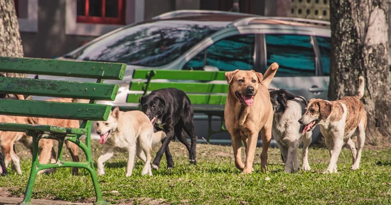 Valilikten sokak hayvanları iddialarına yanıt: Geri adım yok