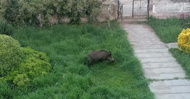 Ayvalık ta Çamlık ı yaban domuzları bastı Balıkesir Haberleri