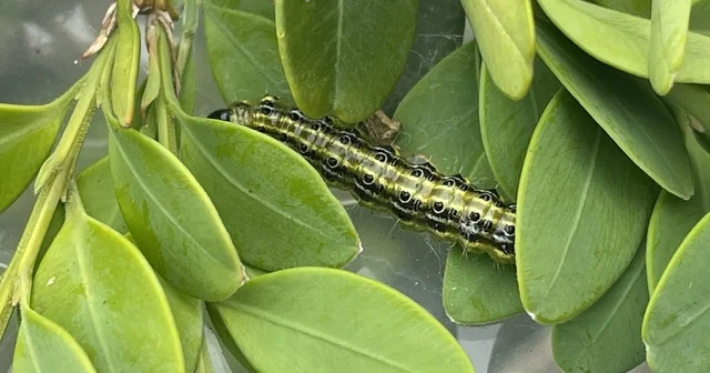 Artvin de şimşir güvesine karşı biyolojik mücadele sürüyor Artvin Haberleri