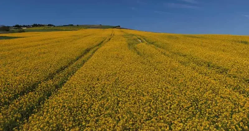 İstanbul da sarıya bürünen kanola tarlaları havadan görüntülendi
