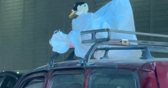 Aracın üzerindeki kazın ilginç yolculuğu kameraya yansıdı Eskişehir Haberleri