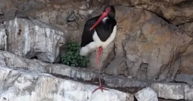 Artvin haberleri Türkiye de çok nadir görülen kara leylek kameraya yansıdı 30 Nisan 2026