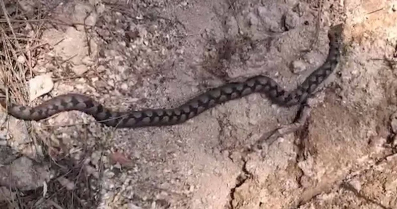 En zehirli türler arasında yer alıyor: Bolu’da ortaya çıktı