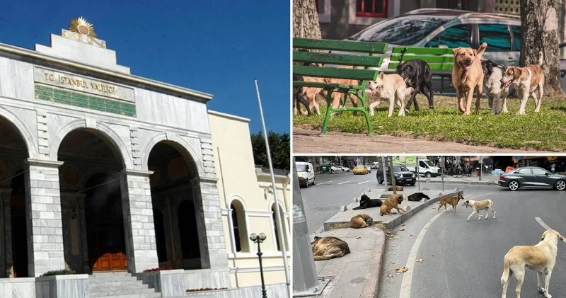 İstanbul Valiliği’nden net mesaj: Sokak hayvanlarında geri adım yok Gündem Haberleri
