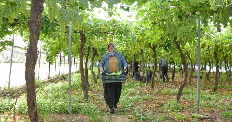 Mersin de hasadı başladı! Kilosu 350 liradan satılıyor