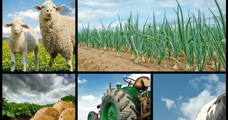 Çiftçi destekleme ödemeleri hesaplara yattı mı, nasıl öğrenilir? 30 Nisan 2026 Küçükbaş hayvancılık desteği sorgulama ekranı Son Dakika Haberleri