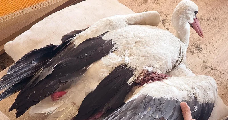 Bu ne vicdansızlık... 2 ayda 53 leylek vuruldu