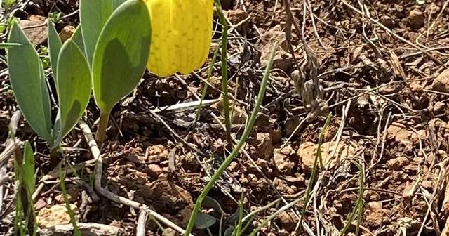 Ters laleyi koparmanın cezası 700 bin TL Sivas Haberleri