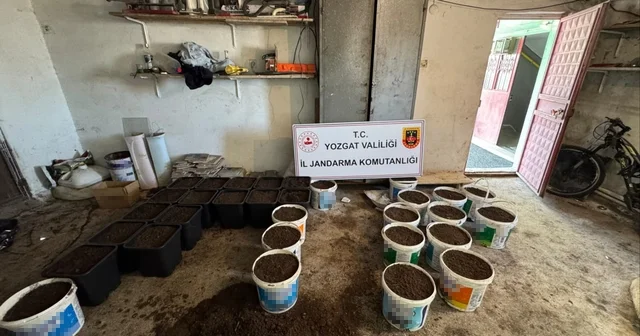 Yozgat ta uyuşturucu yetiştirme düzeneği ve uyuşturucu madde ele geçirildi Yozgat Haberleri