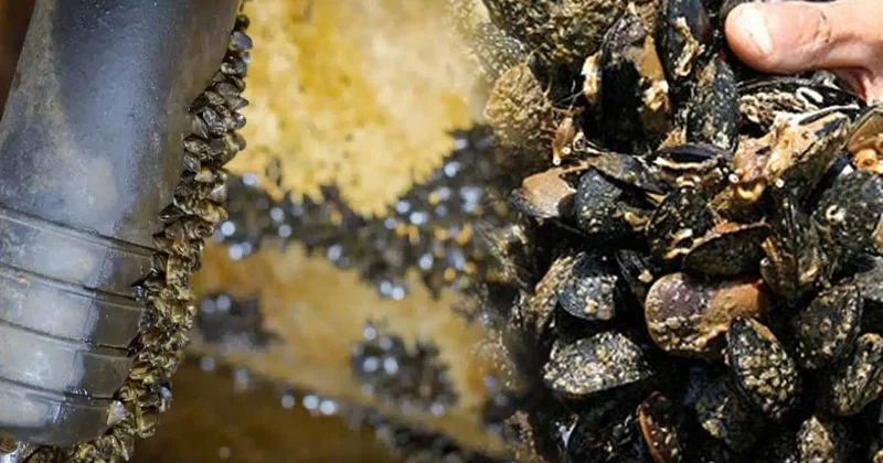 Tırnak kadar midye tüm şehri susuz bırakabilir, sorunu çözene para ödülü verilecek Sözcü Gazetesi