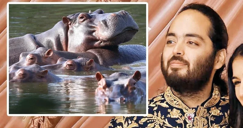 Escobar’ın su aygırlarına talip çıktı