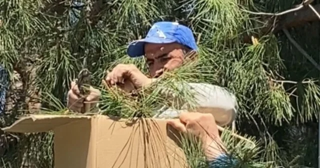 Tokat ta ağaca oğul veren arıları ekipmansız topladı Tokat Haberleri