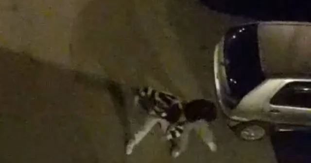 Bursa da sokak ortasında boks ringlerini aratmayan kavga kamerada Bursa Haberleri