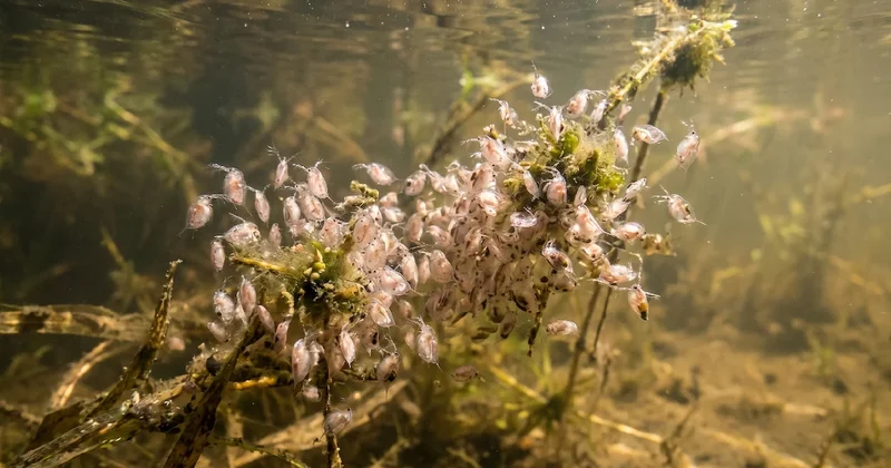 Şok keşif ortaya çıktı: Dünyadaki birçok tür yok olacak Sözcü Gazetesi